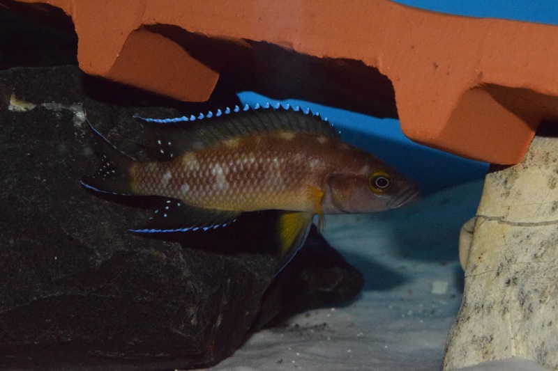 Neolamprologus buescheri 'Kamakonde'